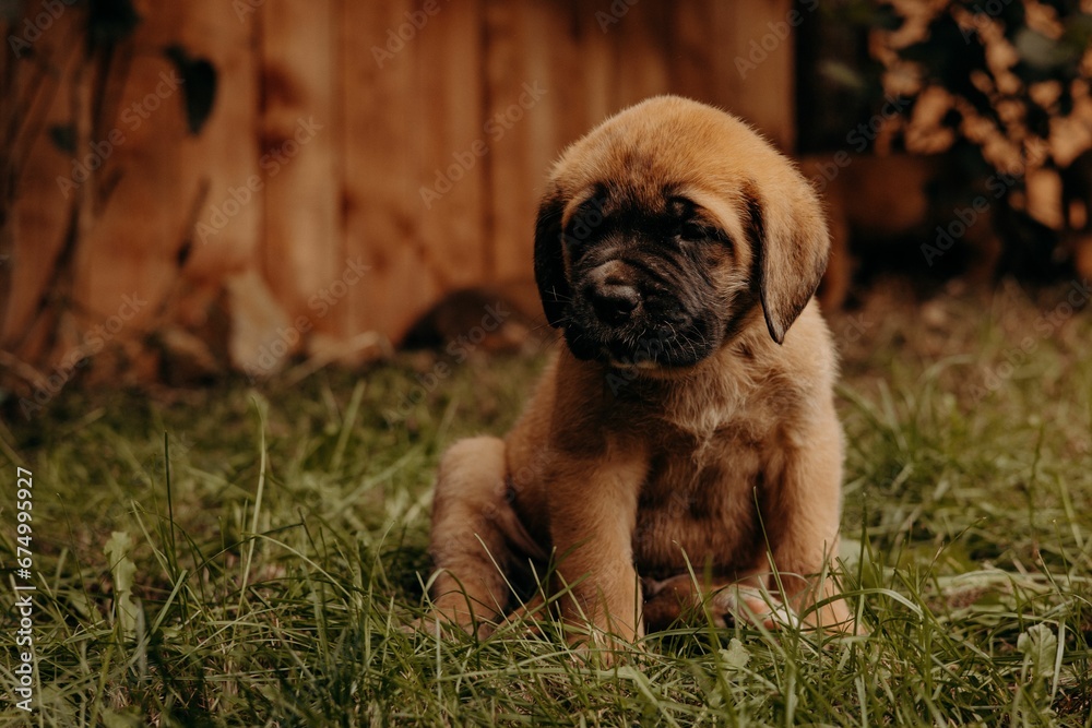 Obraz premium English Mastiff dog resting on the lush green grass, looking content and relaxed