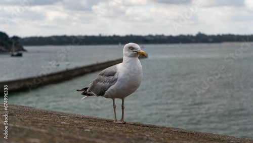 European herring gull perched against the backdrop of the sea. Larus argentatus.