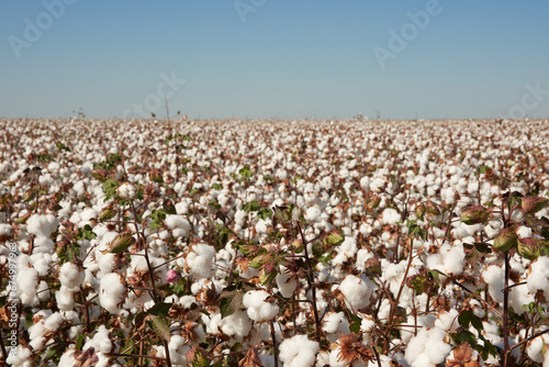 cotton plantation plantação de algodão fazenda de algodão 