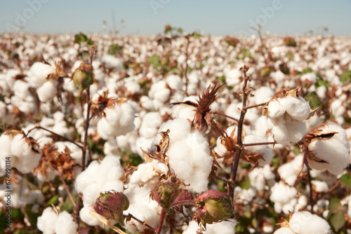 cotton plantation plantação de algodão fazenda de algodão 