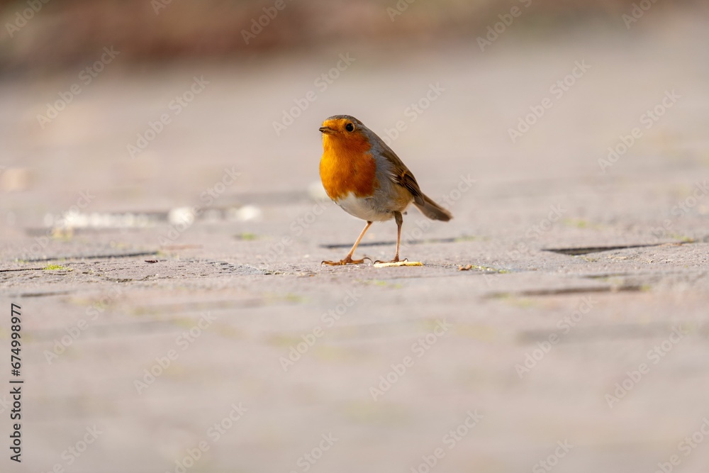 Small robin standing on the pavement of a suburban street, its head turned in curiosity Small robin standing on the pavement of a suburban street, its head turned in curiosity
