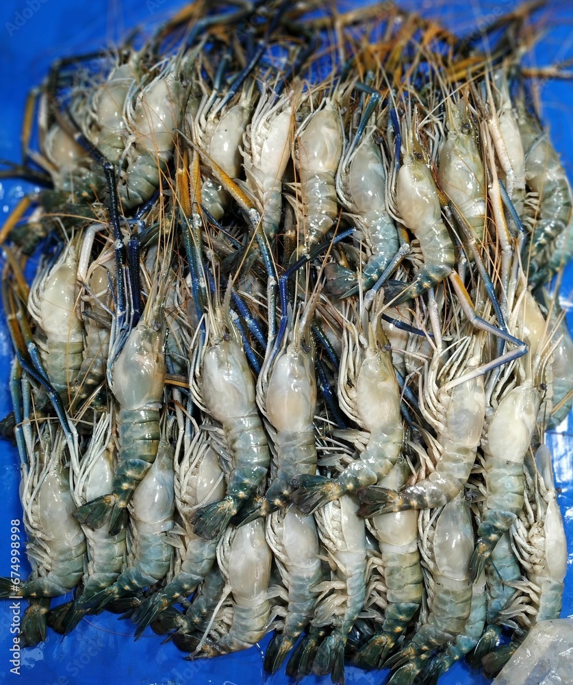 Fototapeta premium Close-up image of a pile of fresh, raw crabs laid out on a blue background