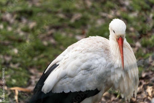 White stork on a grassy hill in Platwijers, a nature reserve in the Limburg province of Belgium