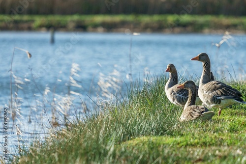 Greylag geese in a green meadow at the Platwijers, a nature reserve in Zonhoven, Limburg, Belgium