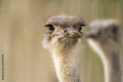 Closeup of a an ostrich with a curious look on its face, with copy space