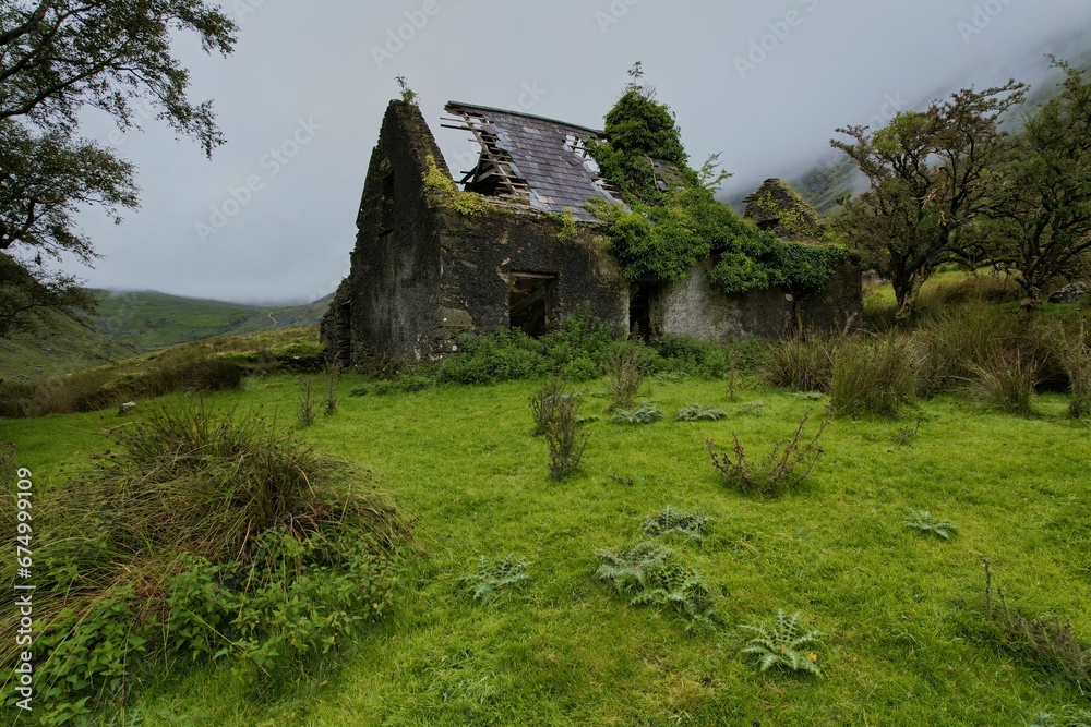 Aged and deserted house situated in a barren meadow next to a solitary treein Irish Kerry