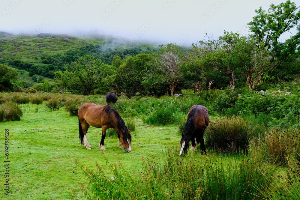 Horses peacefully grazing on a lush meadow in front of a majestic and serene forest in Ireland