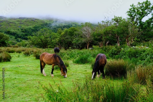 Horses peacefully grazing on a lush meadow in front of a majestic and serene forest in Ireland