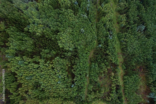 Aerial view of a lush green landscape, with tall trees in a forest in Irish Kerry photo
