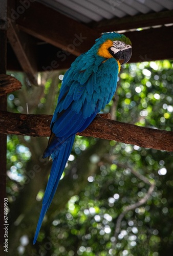 Close up shot of Blue and Yellow Macaw, sitting on a tree brancg photo
