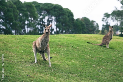 Close Up of the Eastern Gray Kangaroo