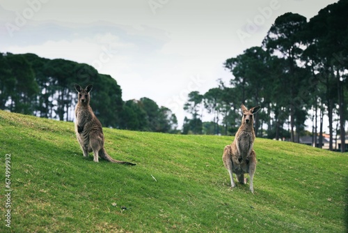 Close Up of the Eastern Gray Kangaroo