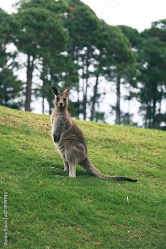 Close Up of the Eastern Gray Kangaroo