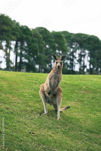 Close Up of the Eastern Gray Kangaroo