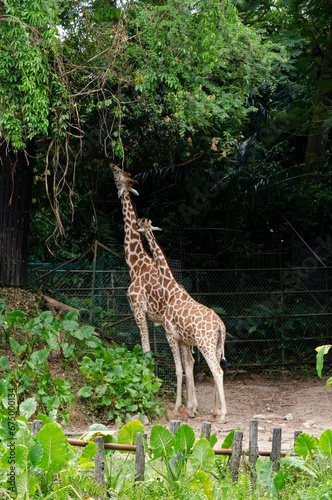 Photography Two giraffes at the zoo