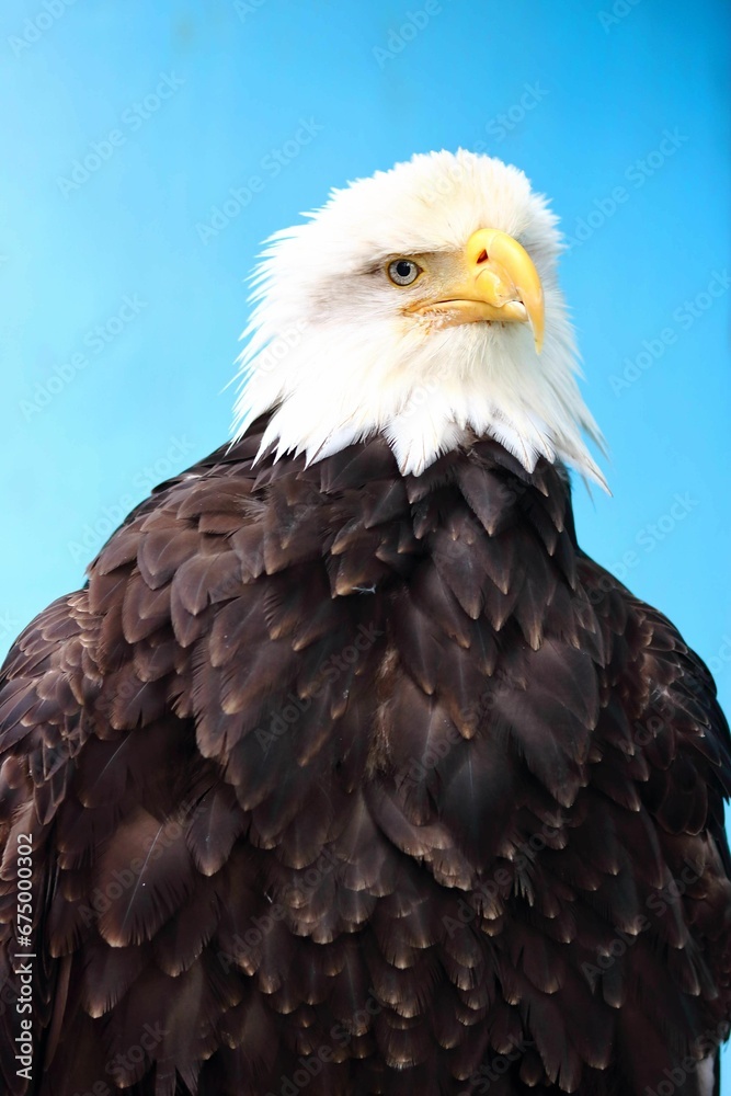 Majestic Bald Eagle stands against a bright blue sky on a brilliant day Majestic Bald Eagle stands against a bright blue sky on a brilliant day