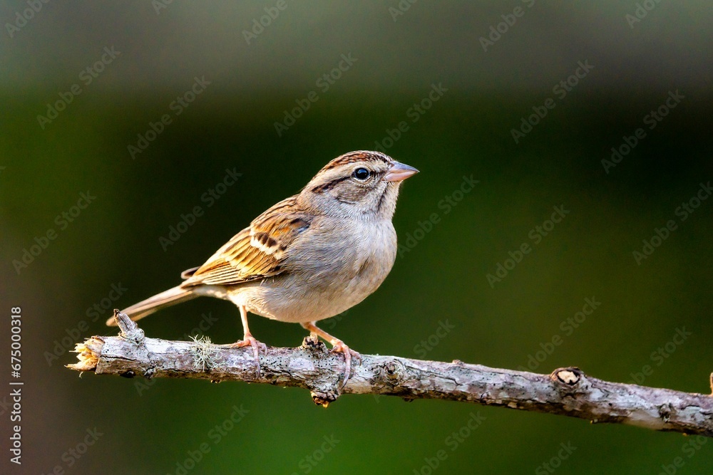 Fototapeta premium Chipping sparrow perched on a tree branch.