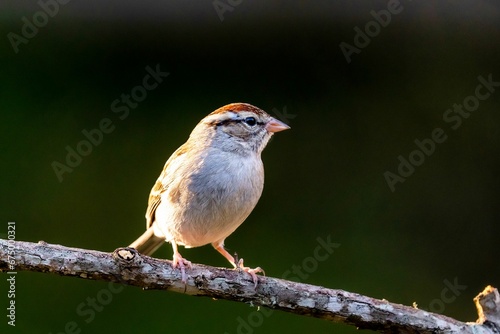 Chipping sparrow perched on a tree branch. © Wirestock