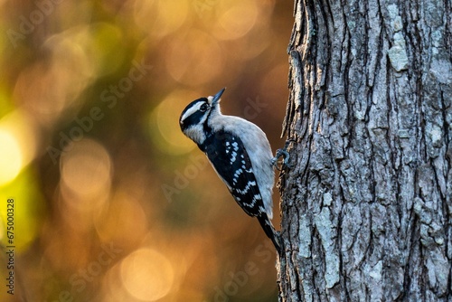 Female hairy woodpecker on a tree trunk. Leuconotopicus villosus. photo