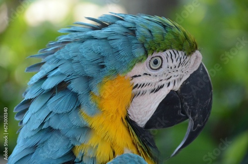 Closeup shot of the macaw cockatoo blue bird parrot's beak © Wirestock