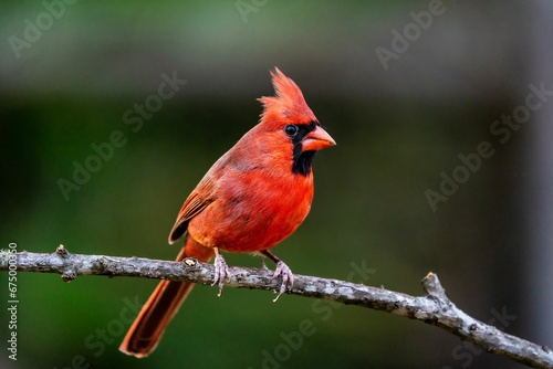 Beautiful male northern cardinal perched on a tree branch.