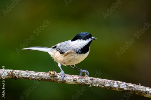 Black-capped chickadee perched on a tree branch. Poecile atricapillus.