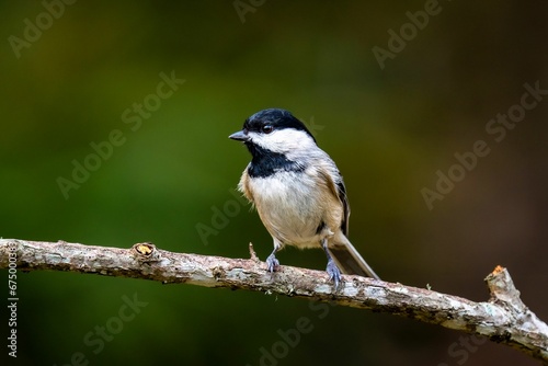 Black-capped chickadee perched on a tree branch. Poecile atricapillus. © Wirestock