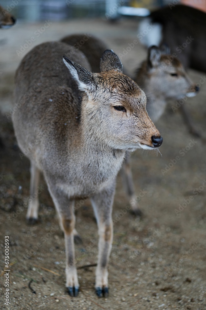 Fototapeta premium Two deer standing next to each other