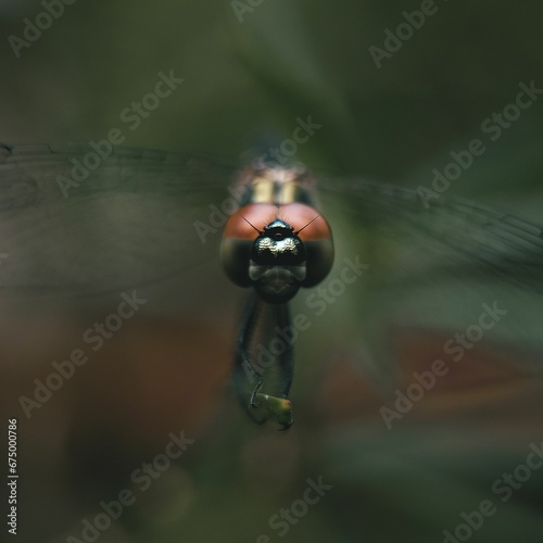 a macro photo of a Dragon fly on a tree with blurred smooth background