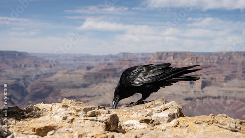 raven on the grand canyon