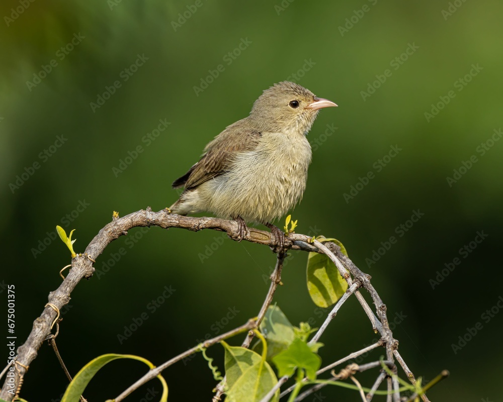 Obraz premium Acrocephalus perching on tree branch