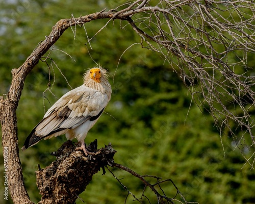 Photography Closeup of an Egyptian vulture perched on a tree in a field