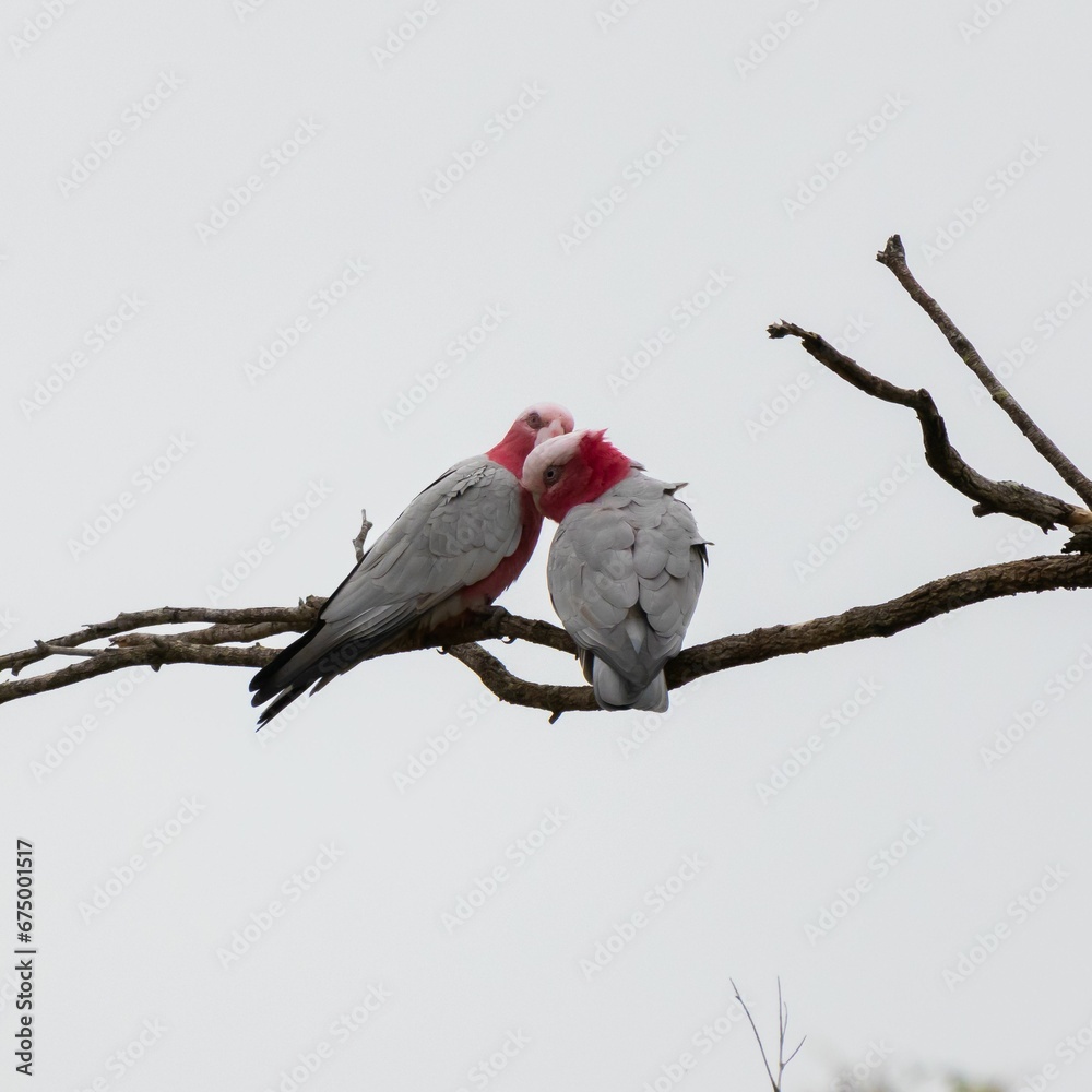 Fototapeta premium Two galah birds perched atop a barren tree branch.