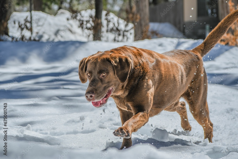 Brown dog running playfully through the snow, its tongue outstretched in a happy expression