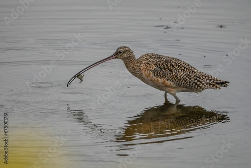 Brown Far Eastern curlew hunting at the shore photo