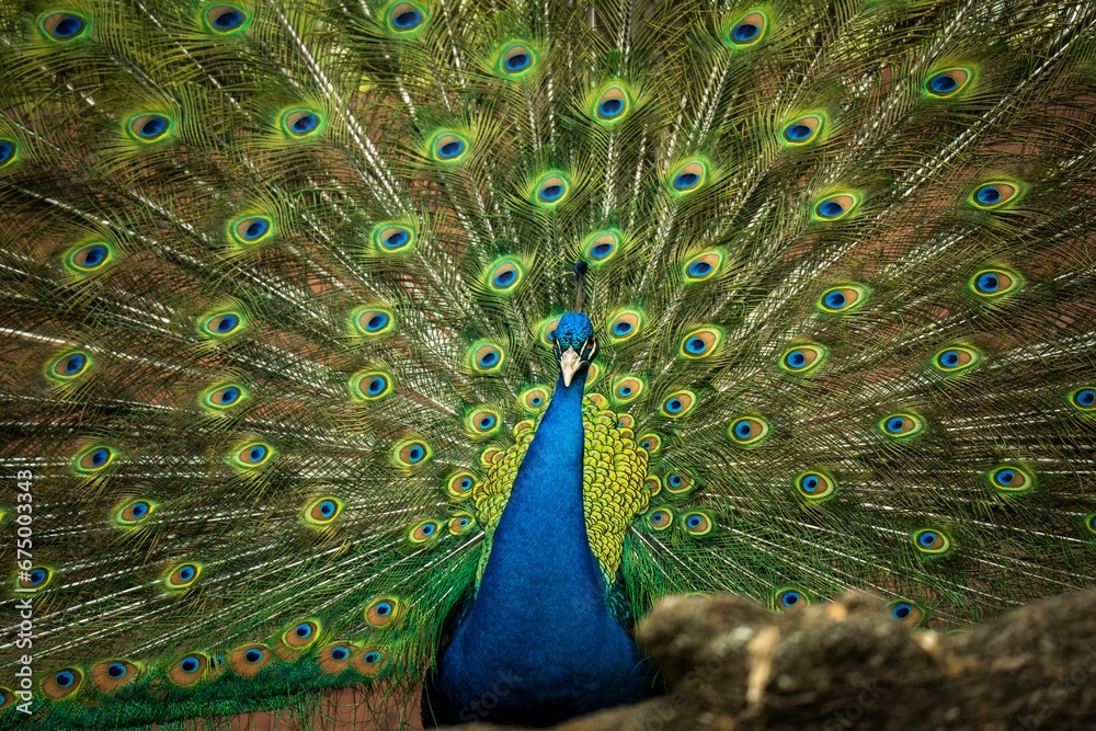 Naklejka premium the peacock has feathers full of bright blue green and white