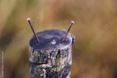 Macro shot of nails in a fence post