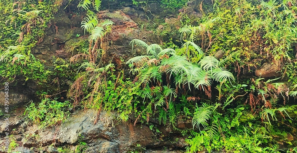 many ferns and palm trees grow on the side of a rock face many ferns and palm trees grow on the side of a rock face
