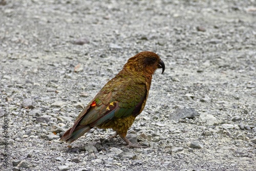 Solitary kea parrot in the Milford Sound, New Zealand