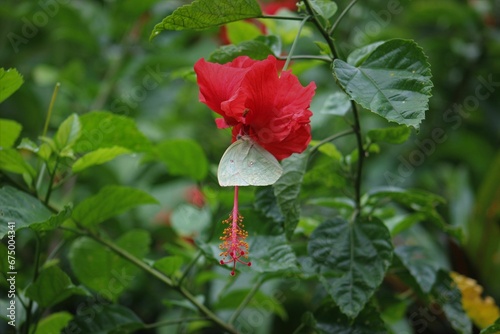 butterfly in red flower