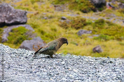 Solitary kea parrot in the Milford Sound, New Zealand © Wirestock