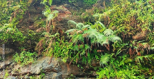 many ferns and palm trees grow on the side of a rock face