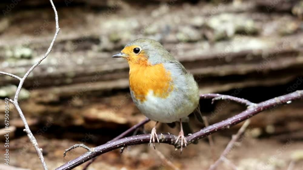 European robin bird perching on a twig in the woods during daytime with blur background European robin bird perching on a twig in the woods during daytime with blur background