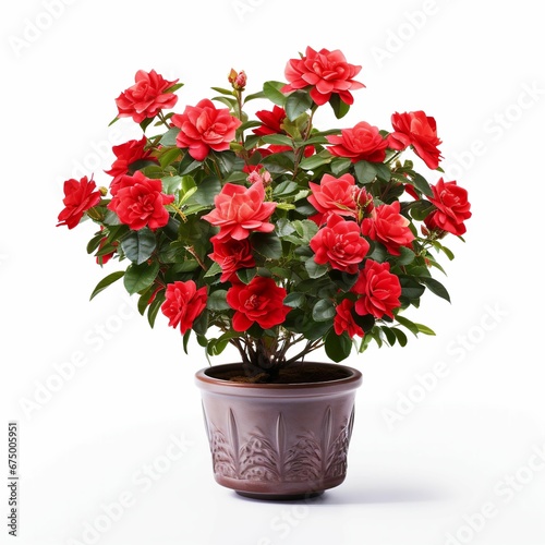 Pot of a lush rose bush with vibrant red flowers isolated on a white background. AI-generated.