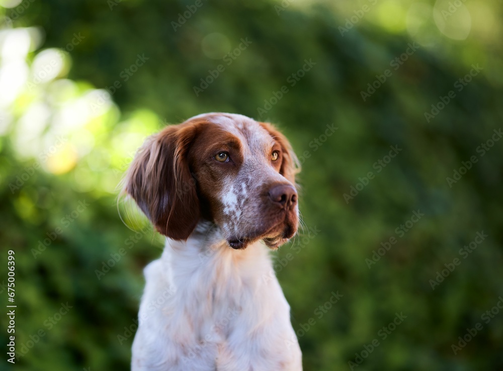 Closeup of an adorable Brittany in a lush green with a blurry background Closeup of an adorable Brittany in a lush green with a blurry background