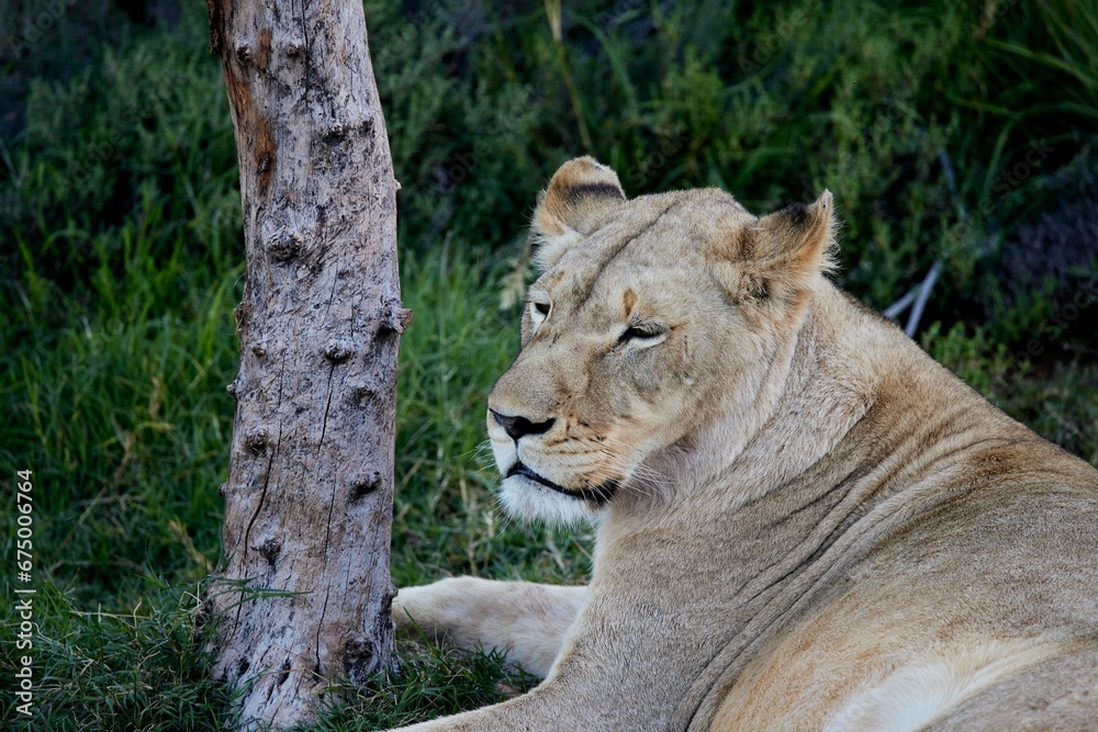 Obraz premium Female lion is resting in the shade in the Aquila game reserve in South Africa
