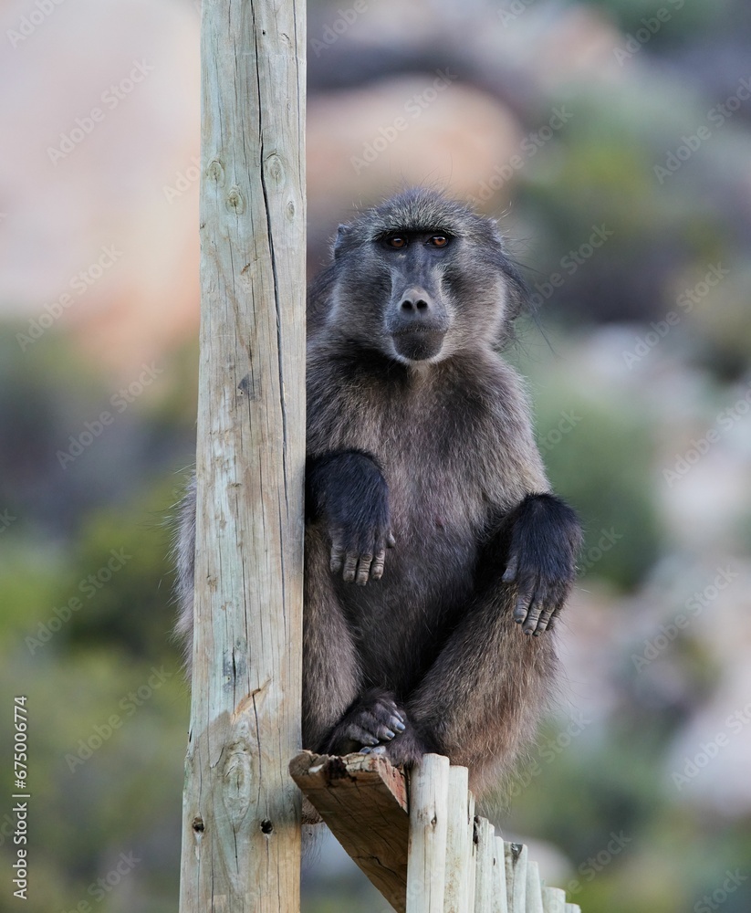 Fototapeta premium Closeup of Monkey baboon in the Aquila Nature Game Reserve at the Karoo in South Africa