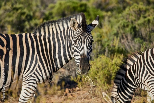 Closeup of Zebras grassing in the Aquila Nature Game Reserve at the Karoo in South Africa photo