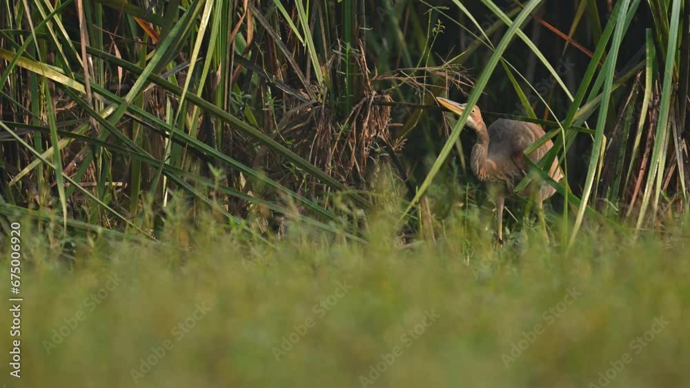 Purple heron (Ardea purpurea) in reeds area in Morning Purple heron (Ardea purpurea) in reeds area in Morning