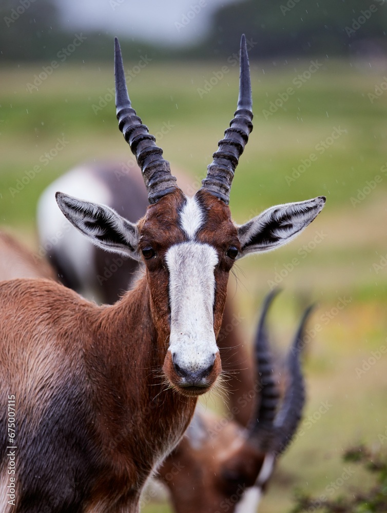 Bonteboks in De Hoop Nature Reserve, South Africa. Bonteboks in De Hoop Nature Reserve, South Africa.